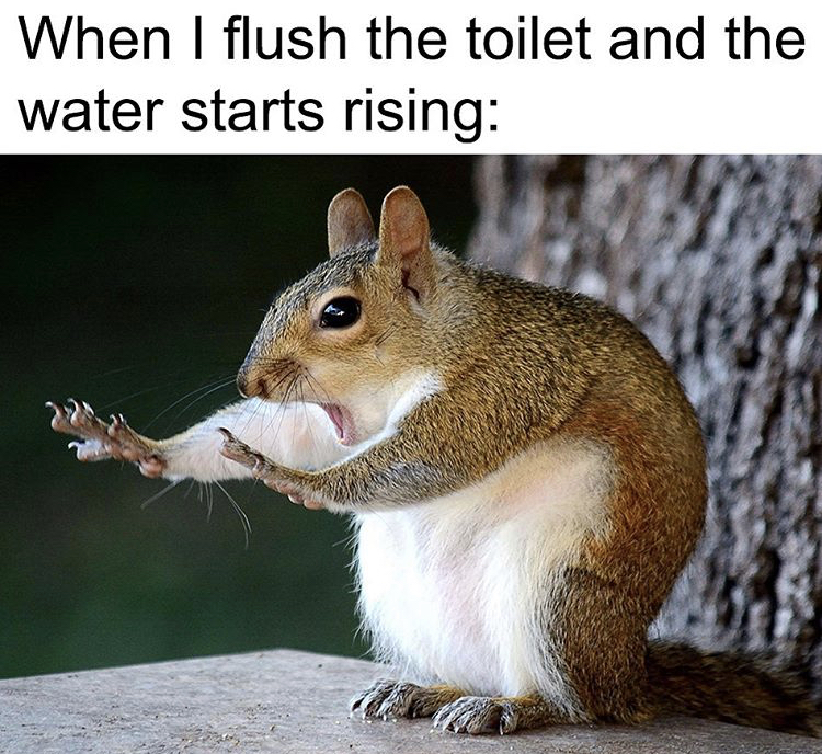 funny squirrel memes - When I flush the toilet and the water starts rising