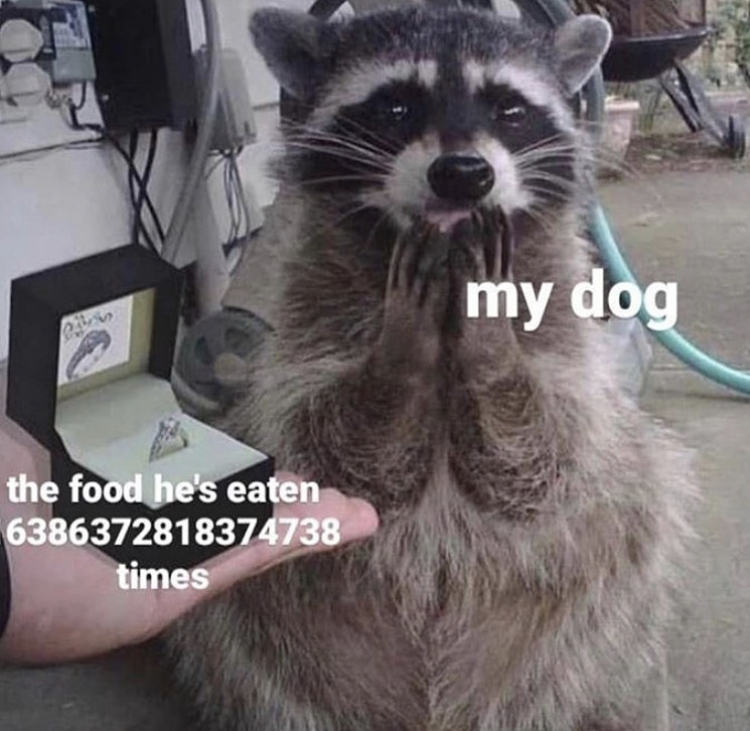 raccoon wedding ring - my dog the food he's eaten 6386372818374738 times