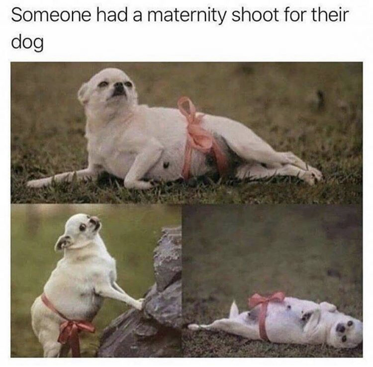 Someone had a maternity shoot for their dog