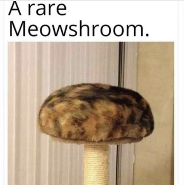 rare meowshroom - A rare Meowshroom.