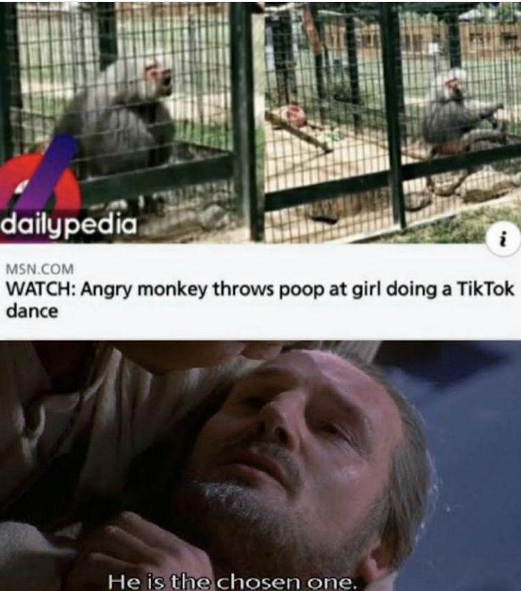he is the chosen one meme template - dailypedia Msn.Com Watch Angry monkey throws poop at girl doing a TikTok dance He is the chosen one.