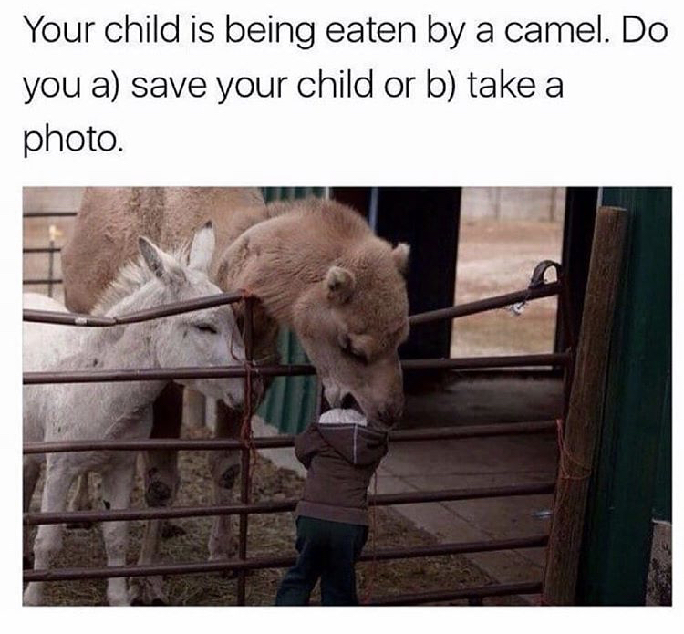 your child is being eaten by a camel - Your child is being eaten by a camel. Do you a save your child or b take a photo.