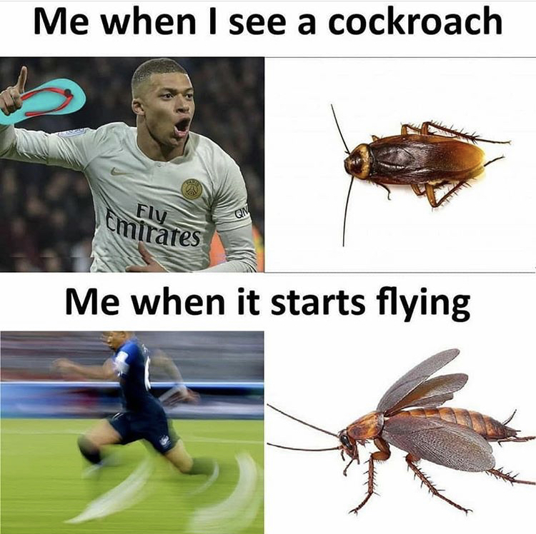training and development - Me when I see a cockroach Emirates Qn Me when it starts flying