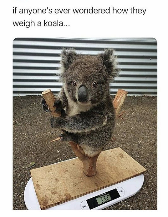 weigh a koala - if anyone's ever wondered how they weigh a koala... 312 Unit