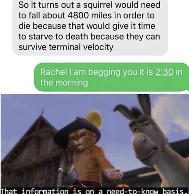 Internet meme - So it turns out a squirrel would need to fall about 4800 miles in order to die because that would give it time to starve to death because they can survive terminal velocity Rachel I am begging you it is in the morning That information is o