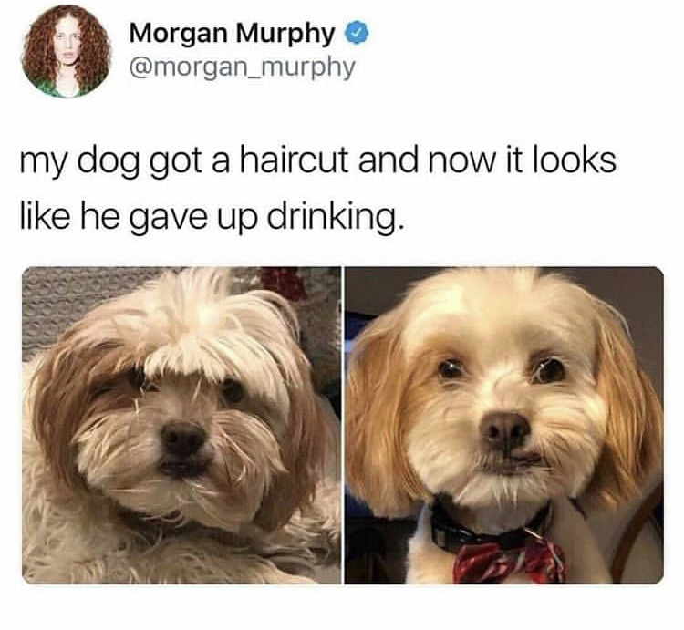 my dog got a haircut meme - Morgan Murphy my dog got a haircut and now it looks he gave up drinking.