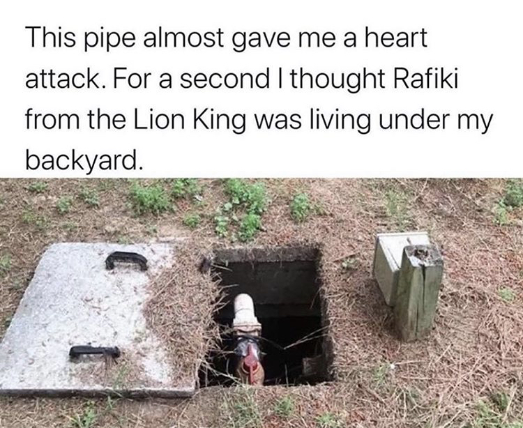 rafiki lion king pipe meme - This pipe almost gave me a heart attack. For a second I thought Rafiki from the Lion King was living under my backyard.