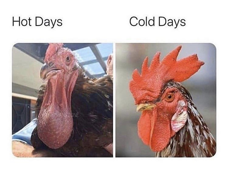 hot days cold days rooster - Hot Days Cold Days Pat Dankzone