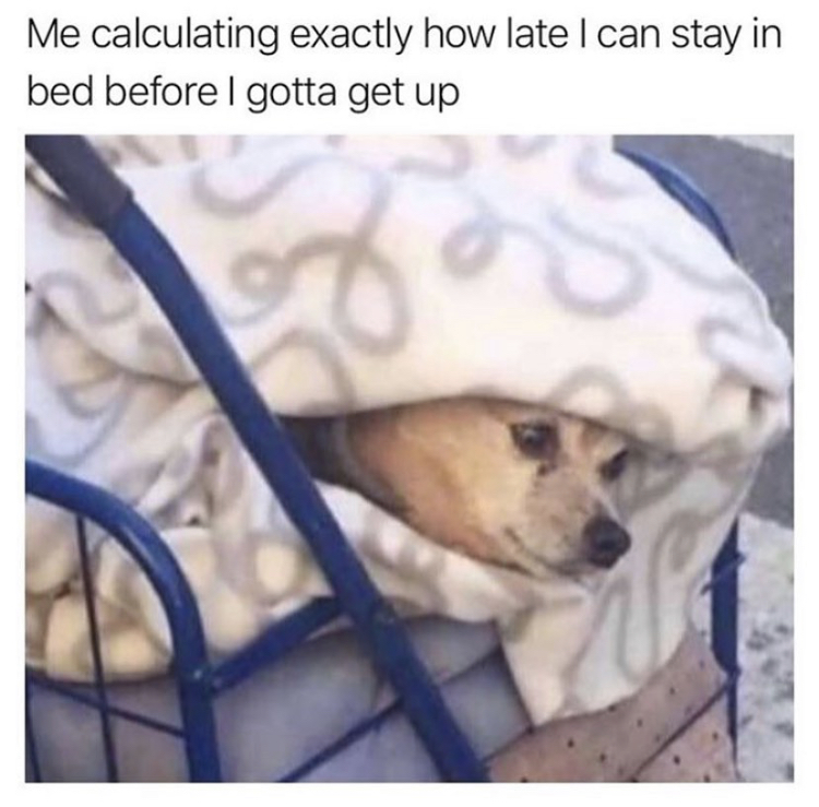 cheezburger doggo memes - Me calculating exactly how late I can stay in bed before I gotta get up