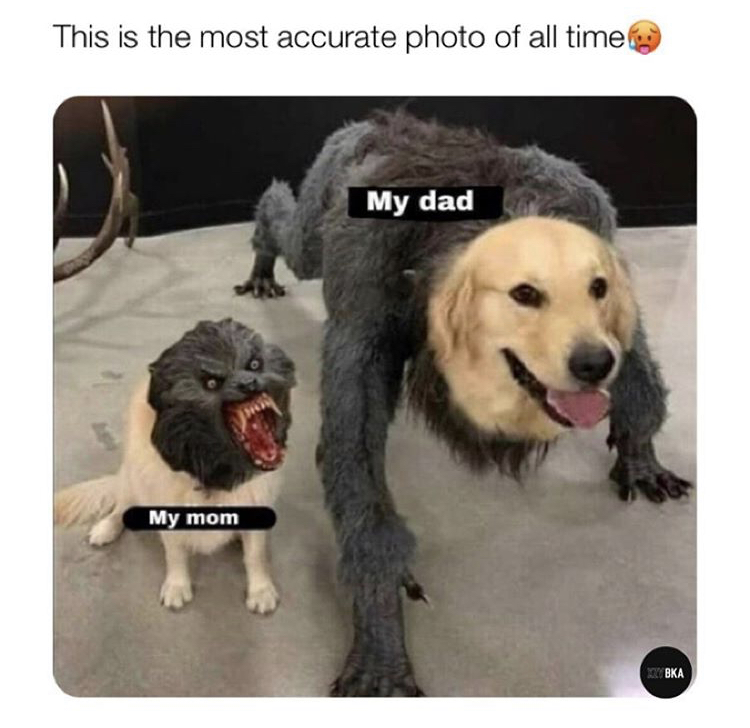 small dog vs big dog meme - This is the most accurate photo of all time My dad My mom Xxxbka