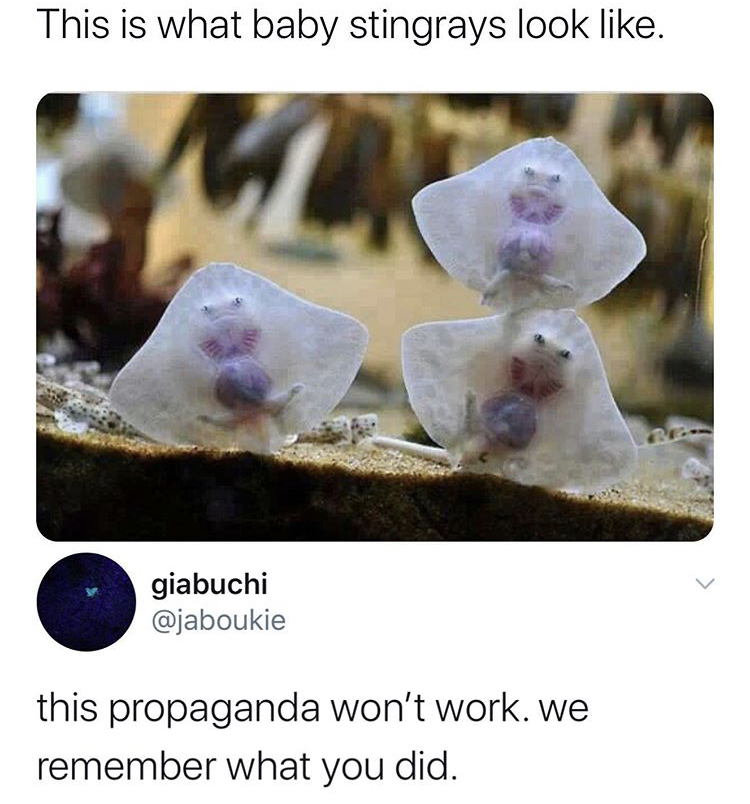 souls of the damned meme - This is what baby stingrays look . giabuchi this propaganda won't work. we remember what you did.