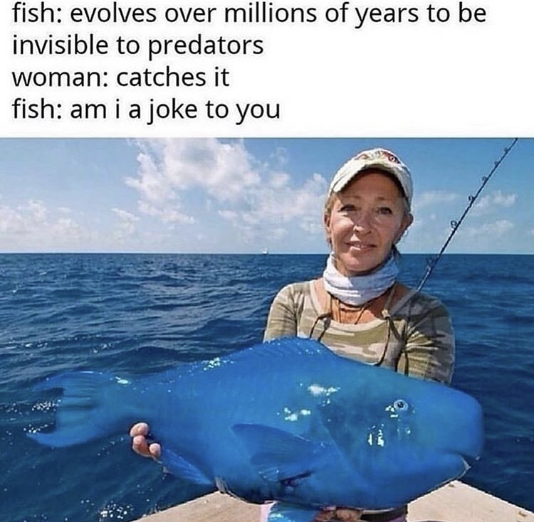 fishing funny - fish evolves over millions of years to be invisible to predators woman catches it fish ami a joke to you