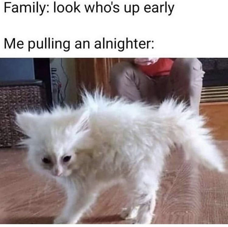 all nighter cat meme - Family look who's up early Me pulling an alnighter