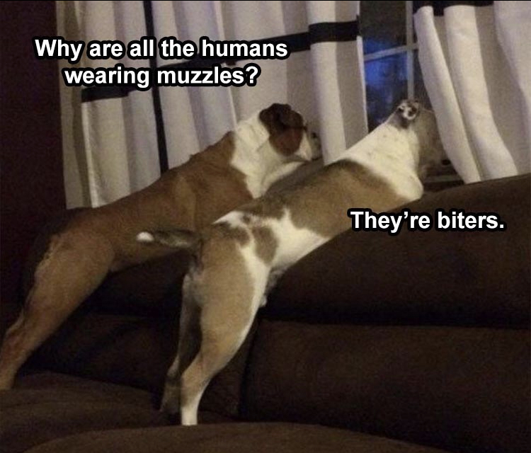 one dog is clearly smarter than the other - Why are all the humans wearing muzzles? They're biters.