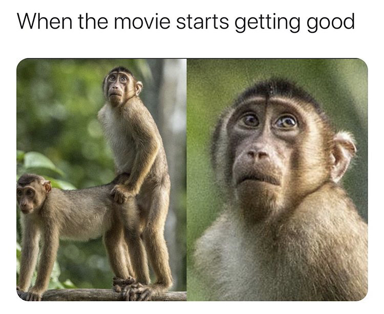 comedy wildlife funny animal - When the movie starts getting good
