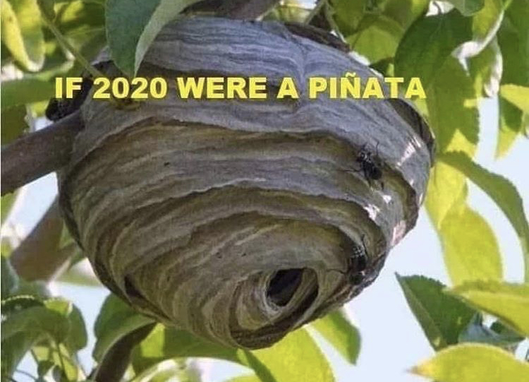 bald faced hornet nest - If 2020 Were A Piata