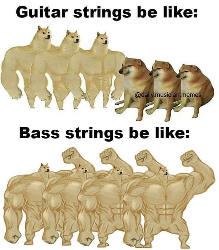 fauna - Guitar strings be .musician memes Bass strings be