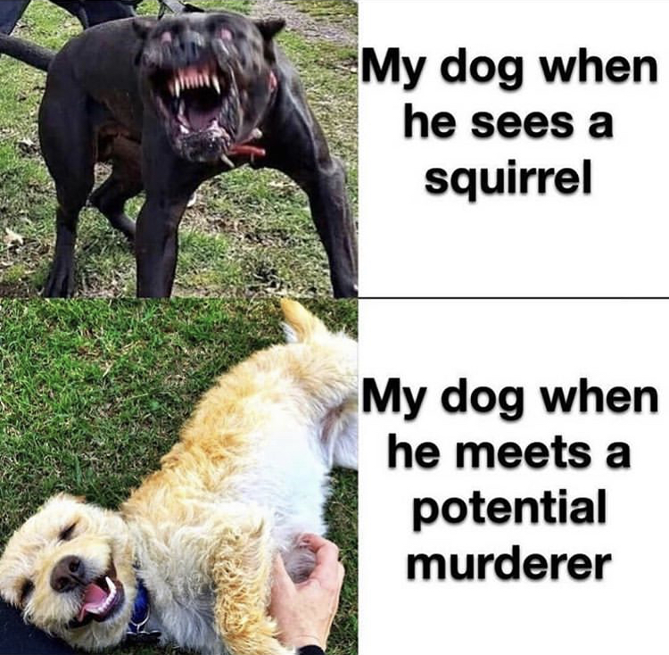 he doesn t bite - My dog when he sees a squirrel My dog when he meets a potential murderer