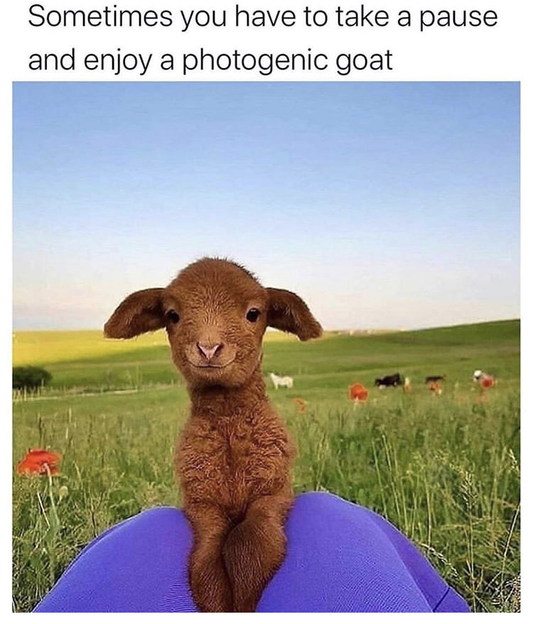 photogenic goat - Sometimes you have to take a pause and enjoy a photogenic goat