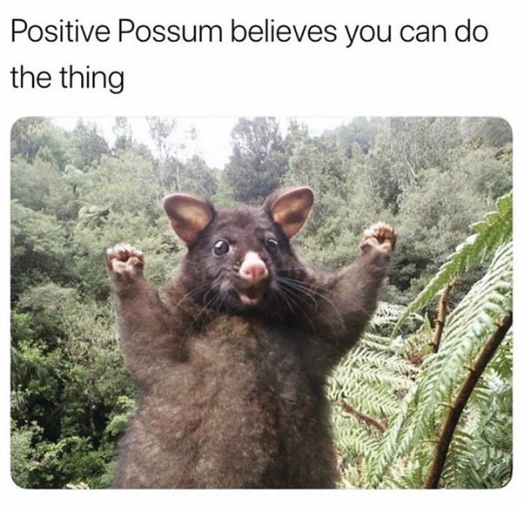 positive possum believes you can do the thing - Positive Possum believes you can do the thing