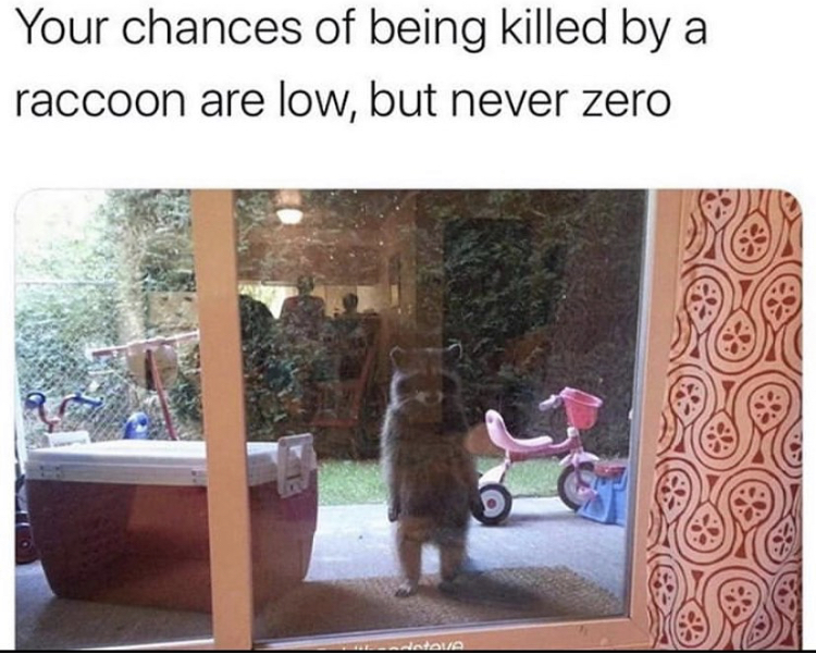 chances of being killed by a raccoon meme - Your chances of being killed by a raccoon are low, but never zero