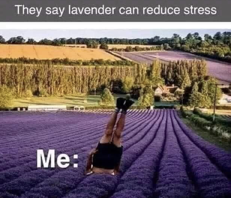 lavender fields england - They say lavender can reduce stress Me