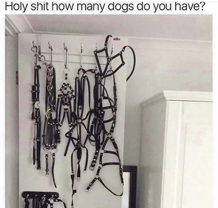 many dogs do you have meme - Holy shit how many dogs do you have?