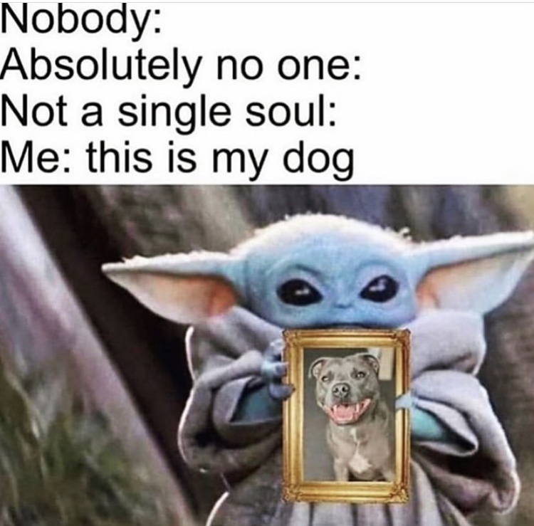 baby yoda dog meme - Nobody Absolutely no one Not a single soul Me this is my dog