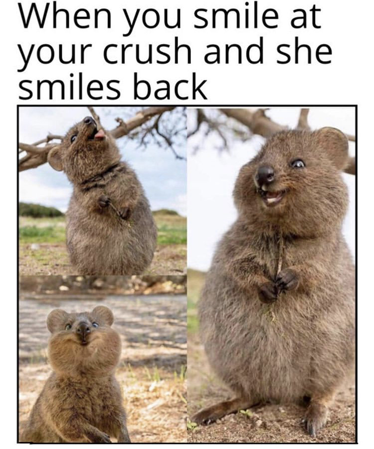 funniest animal - When you smile at your crush and she smiles back
