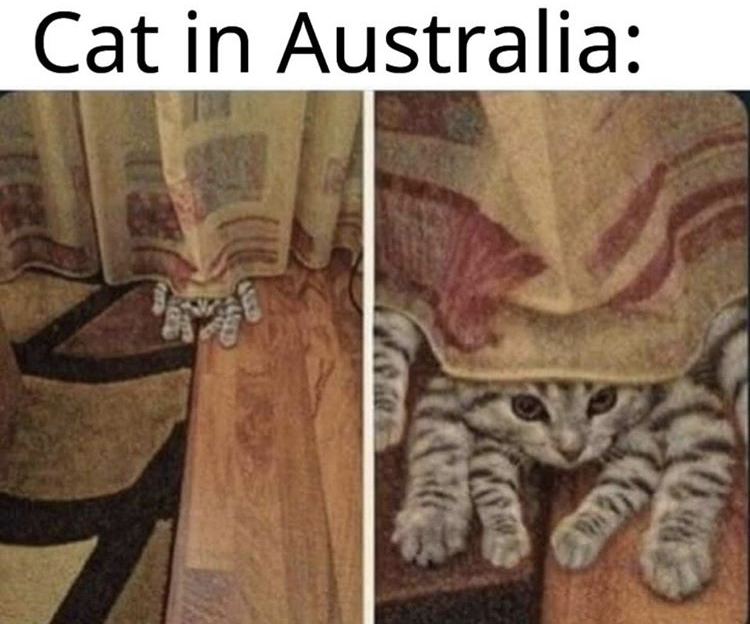 cat spider - Cat in Australia logo