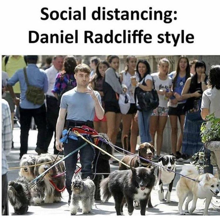 daniel radcliffe with dogs - Social distancing Daniel Radcliffe style