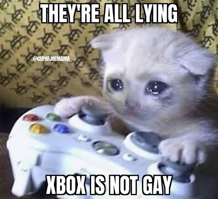 sad cat meme - They'Re All Lying Xbox Is Not Gay