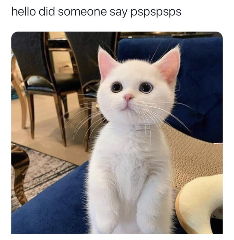 cute kitty paws - hello did someone say pspspsps