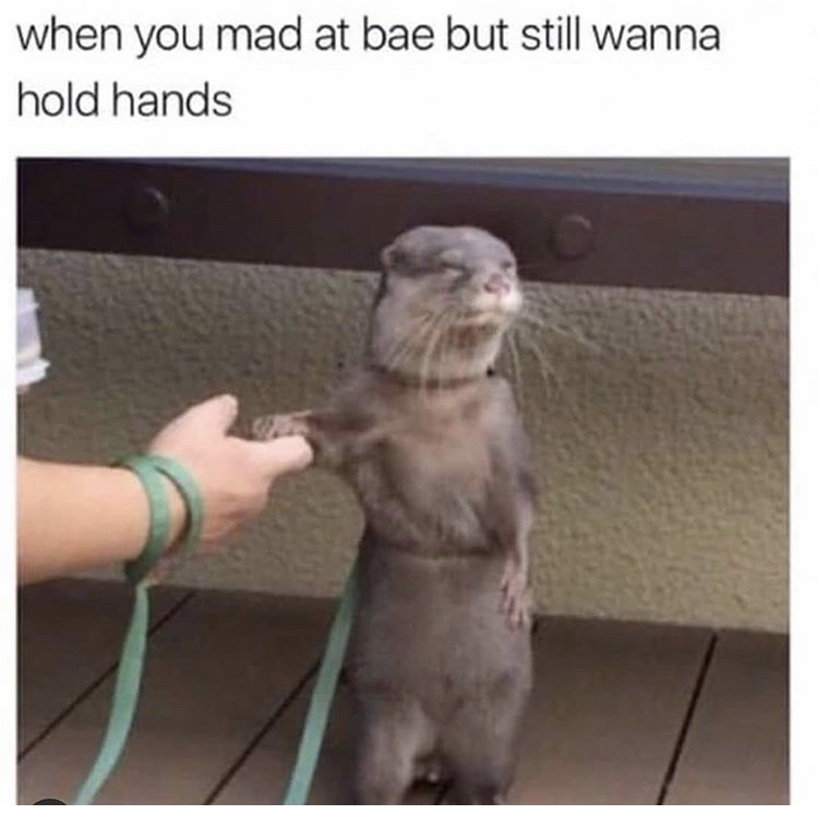 animal relationship memes - when you mad at bae but still wanna hold hands