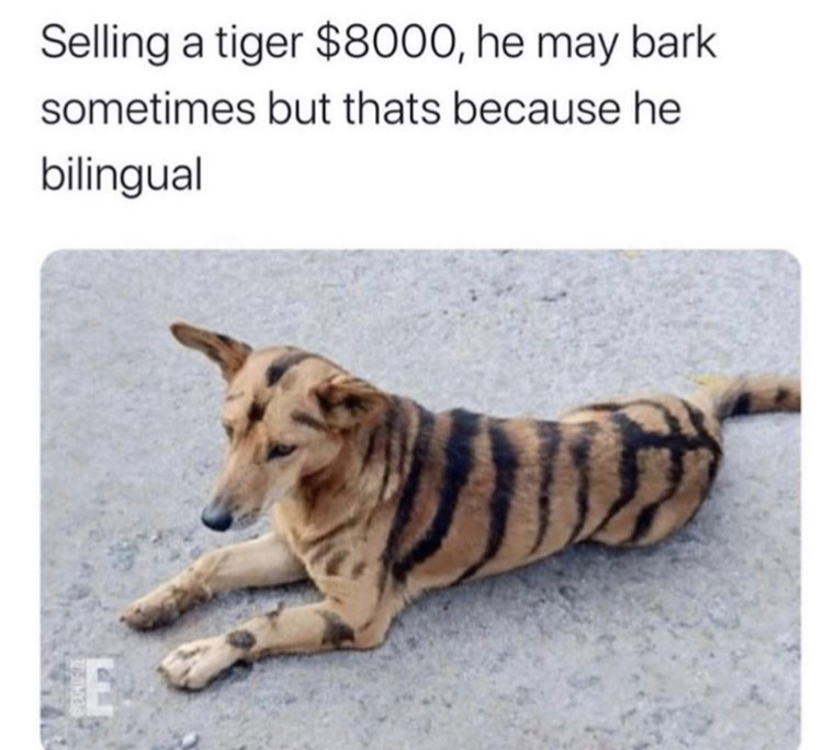 dog with tiger stripes - Selling a tiger $8000, he may bark sometimes but thats because he bilingual