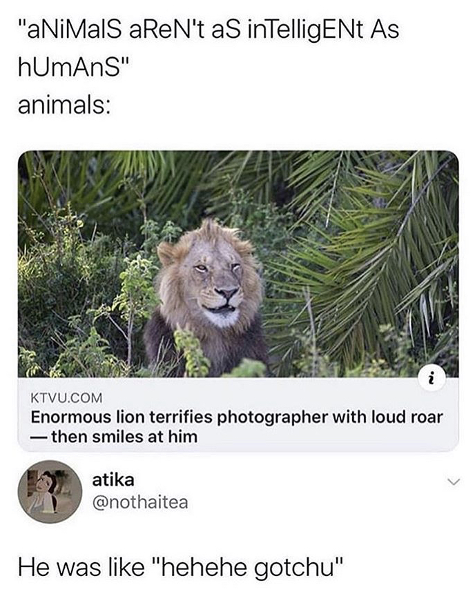 enormous lion terrifies photographer - "aNiMalS aRent as intelligENt As hUmAns" animals Ktvu.Com Enormous lion terrifies photographer with loud roar then smiles at him atika He was "hehehe gotchu"