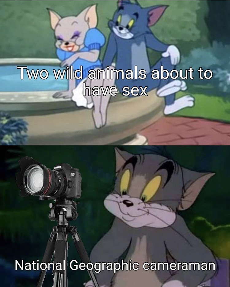 tom and jerry memes - Two wild animals about to have sex National Geographic cameraman