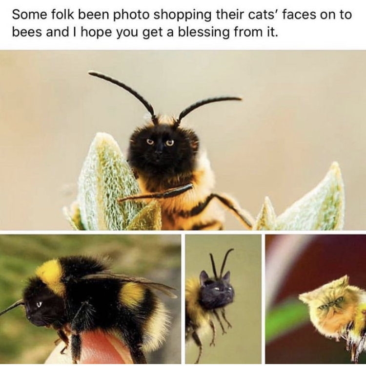 honey bee - Some folk been photo shopping their cats' faces on to bees and I hope you get a blessing from it.