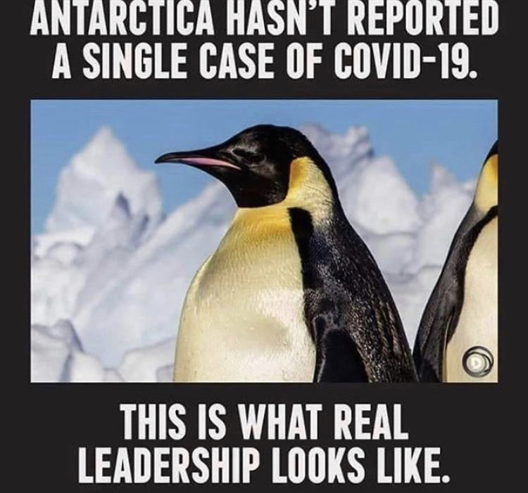 fauna - Antarctica Hasn'T Reported A Single Case Of Covid19. This Is What Real Leadership Looks .