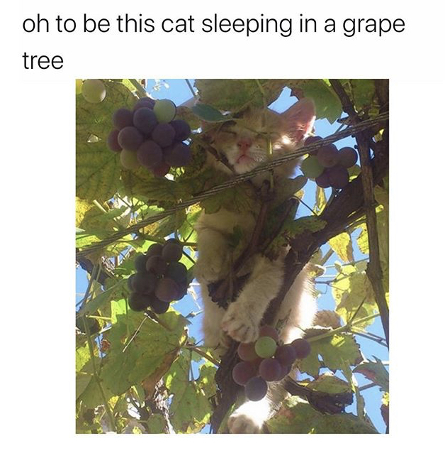 Cat - oh to be this cat sleeping in a grape tree