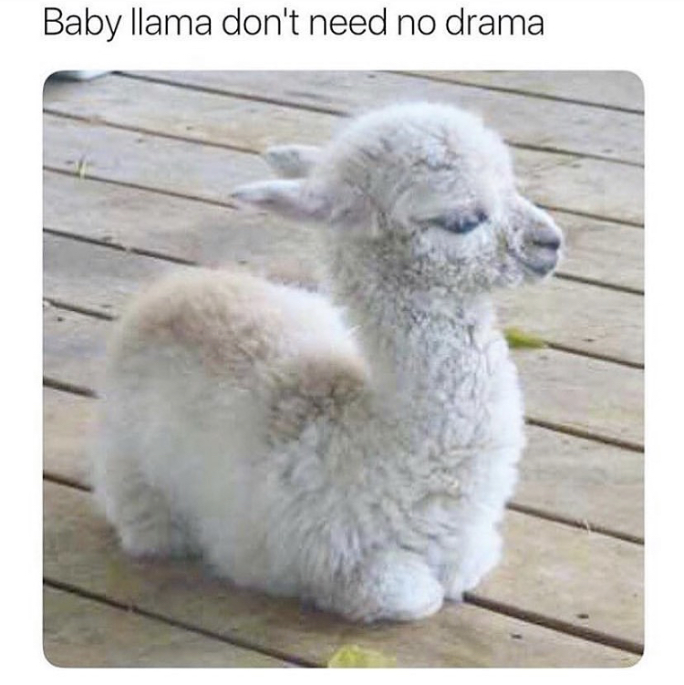 baby lama - Baby llama don't need no drama