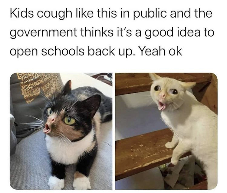 funny memes - coughing cat meme - Kids cough this in public and the government thinks it's a good idea to open schools back up. Yeah ok bidascreature