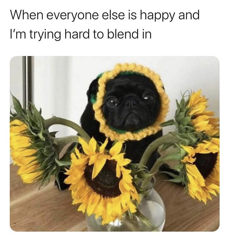 funny memes - black pug - When everyone else is happy and I'm trying hard to blend in