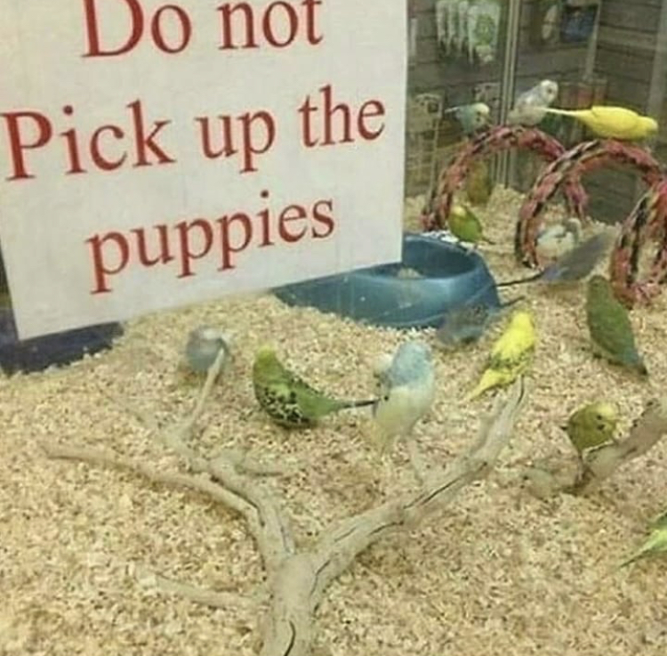 you had one job and you failed - Do not Pick up the puppies