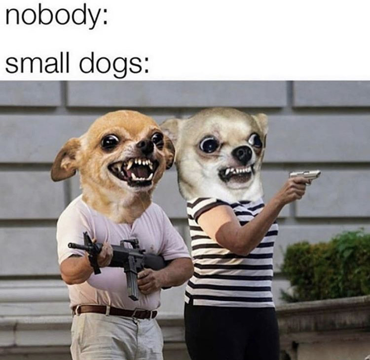 ken and karen meme - nobody small dogs and