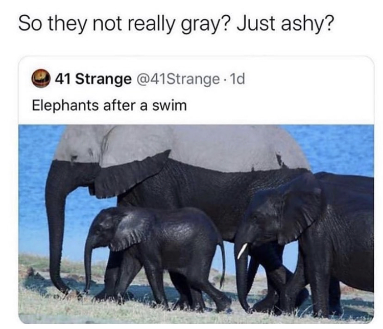 elephants are ashy - So they not really gray? Just ashy? 41 Strange . 1d Elephants after a swim