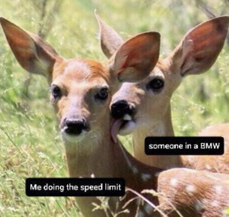 other girls look at bae - someone in a Bmw Me doing the speed limit
