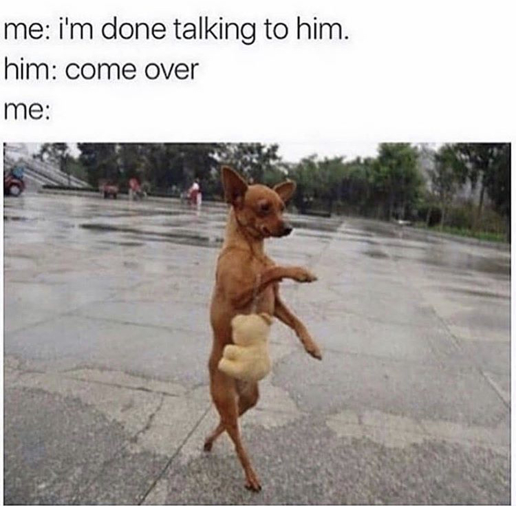 chihuahua memes - me i'm done talking to him. him come over me