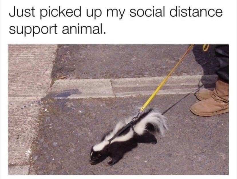 skunk social distancing animal meme - Just picked up my social distance support animal.