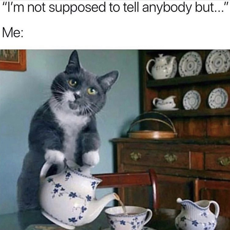 cats and tea - "I'm not supposed to tell anybody but..." Me